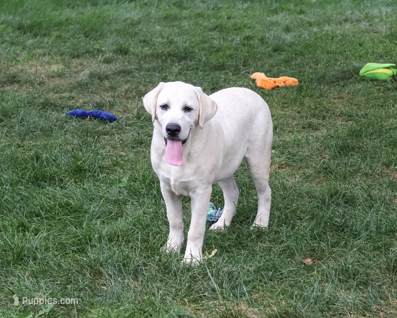 AKC Percival  – Labrador Retriever puppy for sale in Syracuse, IN