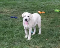 AKC Percival , a male Labrador Retriever for sale in Syracuse, IN – 1 of 10