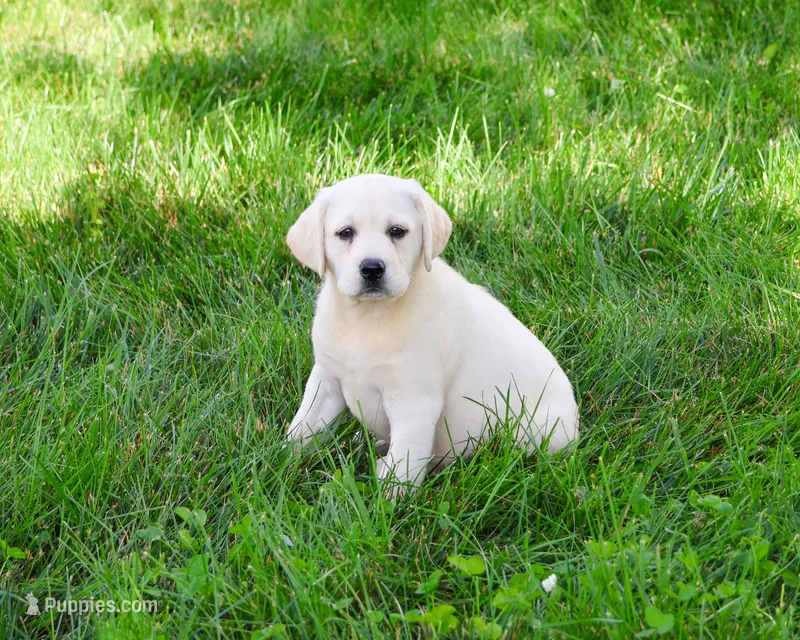 AKC Vidia – Labrador Retriever puppy for sale in Syracuse, IN