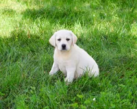AKC Vidia, a female Labrador Retriever for sale in Syracuse, IN – 1 of 8