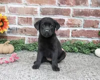 AKC Sapphire, a female Labrador Retriever for sale in Syracuse, IN – 3 of 5