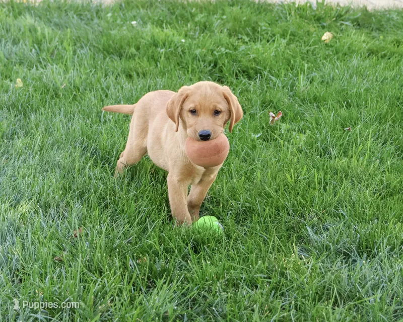AKC Cooper – Labrador Retriever puppy for sale in Syracuse, IN