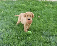 AKC Cooper, a male Labrador Retriever for sale in Syracuse, IN – 1 of 9