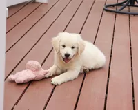 AKC Cecily, a female English Cream Golden Retriever for sale in Syracuse, IN – 4 of 10