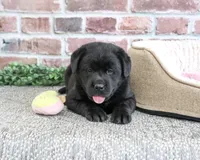 Brooke, a female Labrador Retriever for sale in Syracuse, IN – 2 of 5