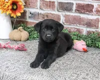 AKC Sapphire, a female Labrador Retriever for sale in Syracuse, IN – 2 of 5