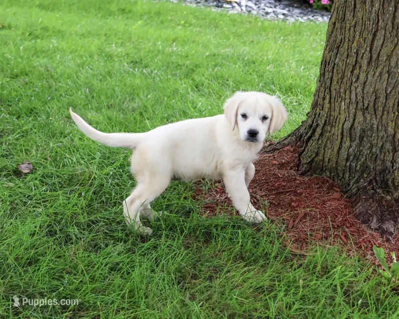 AKC Tilly – English Cream Golden Retriever puppy for sale in Syracuse, IN