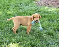 AKC Cooper, a male Labrador Retriever for sale in Syracuse, IN – 4 of 9
