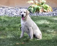 AKC Phineas, a male Labrador Retriever for sale in Syracuse, IN – 3 of 10