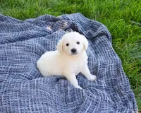 AKC Sycamore, a male English Cream Golden Retriever for sale in Syracuse, IN – 3 of 5