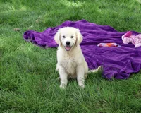 AKC Tallulah, a female English Cream Golden Retriever for sale in Syracuse, IN – 2 of 10