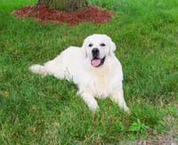 AKC Turbo, a male English Cream Golden Retriever for sale in Syracuse, IN – 9 of 9
