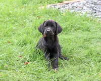 AKC Eloise, a female Labrador Retriever for sale in Syracuse, IN – 2 of 6