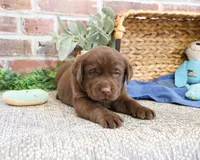 AKC Samuel , a male Labrador Retriever for sale in Syracuse, IN – 2 of 6