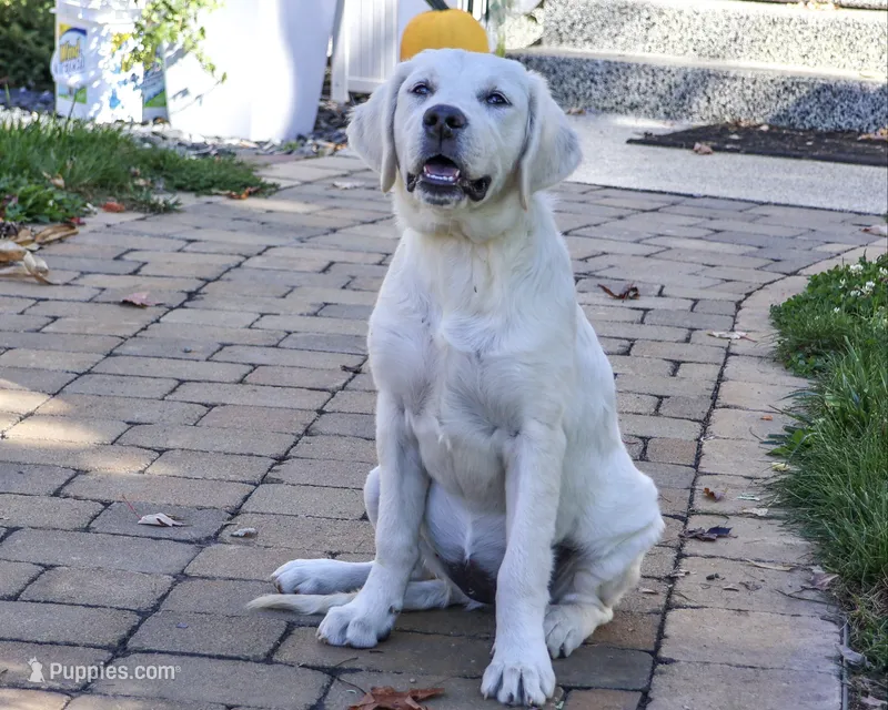 AKC Tallulah – English Cream Golden Retriever puppy for sale in Syracuse, IN