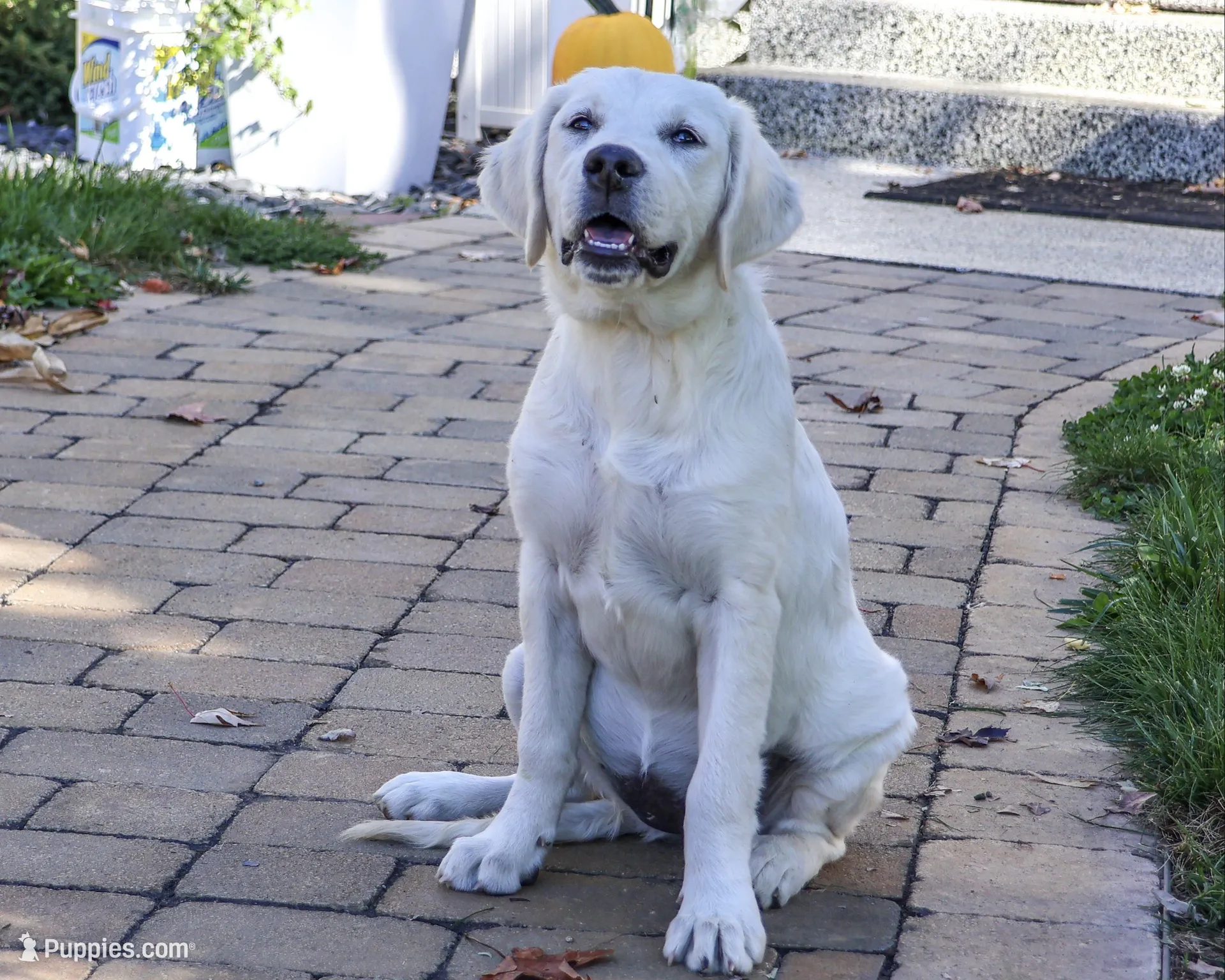 AKC Tallulah, a female English Cream Golden Retriever for sale in Syracuse, IN – 1 of 10