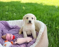 AKC Tinkerbell , a female Labrador Retriever for sale in Syracuse, IN – 4 of 6