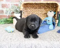 AKC Simon , a male Labrador Retriever for sale in Syracuse, IN – 4 of 4