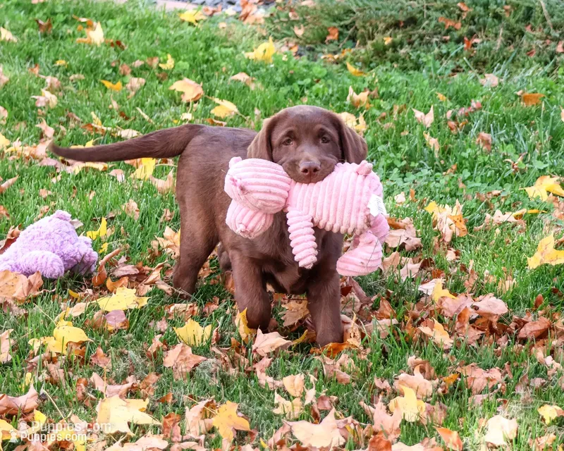 AKC Nutella – Labrador Retriever puppy for sale in Syracuse, IN