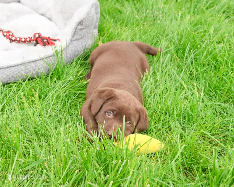 AKC Joel  – Labrador Retriever puppy for sale in Syracuse, IN