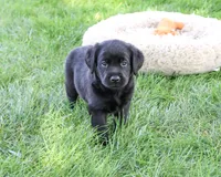 Mario, a male Labrador Retriever for sale in Syracuse, IN – 3 of 5