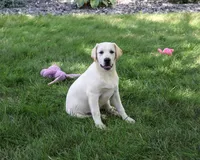 AKC Wanda, a female Labrador Retriever for sale in Syracuse, IN – 2 of 10
