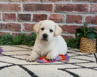 AKC Wanda, a female Labrador Retriever for sale in Syracuse, IN – 6 of 8