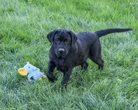 AKC Shawn, a male Labrador Retriever for sale in Syracuse, IN – 4 of 10