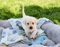 AKC Phineas, a male Labrador Retriever for sale in Syracuse, IN – 2 of 7
