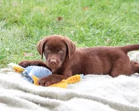 AKC Heath, a male Labrador Retriever for sale in Syracuse, IN – 2 of 9