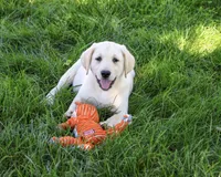 AKC Rodney, a male Labrador Retriever for sale in Syracuse, IN – 3 of 5
