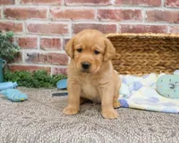 AKC Lucas, a male Labrador Retriever for sale in Syracuse, IN – Photo 5 of 10