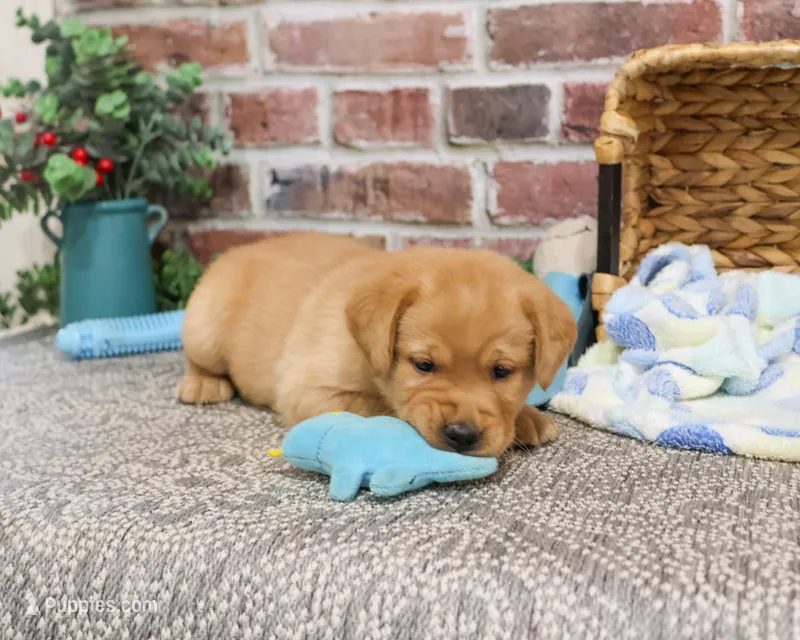 AKC Lucas, a male Labrador Retriever for sale in Syracuse, IN – Photo 1 of 10