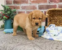 AKC Lucas, a male Labrador Retriever for sale in Syracuse, IN – Photo 7 of 10