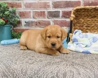 AKC Lucas, a male Labrador Retriever for sale in Syracuse, IN – Photo 6 of 10