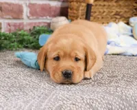 AKC Lucas, a male Labrador Retriever for sale in Syracuse, IN – Photo 3 of 10