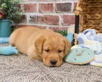 AKC Lucas, a male Labrador Retriever for sale in Syracuse, IN – Photo 4 of 10