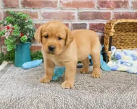 AKC Lucas, a male Labrador Retriever for sale in Syracuse, IN – Photo 8 of 10