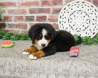 AKC Liberty, a female Bernese Mountain Dog for sale in Syracuse, IN – 5 of 6