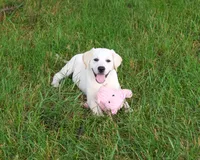 AKC Wanda, a female Labrador Retriever for sale in Syracuse, IN – 6 of 10