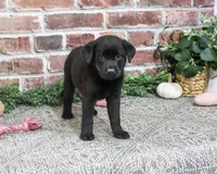 AKC Sapphire, a female Labrador Retriever for sale in Syracuse, IN – 4 of 5
