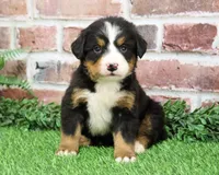 AKC Snowflake, a male Bernese Mountain Dog for sale in Syracuse, IN – Photo 8 of 10