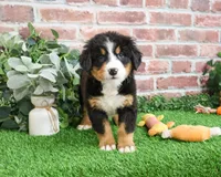 AKC Snowflake, a male Bernese Mountain Dog for sale in Syracuse, IN – Photo 5 of 10