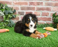 AKC Snowflake, a male Bernese Mountain Dog for sale in Syracuse, IN – Photo 6 of 10