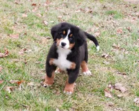 AKC Snowflake, a male Bernese Mountain Dog for sale in Syracuse, IN – Photo 3 of 10
