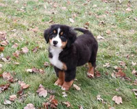AKC Snowflake, a male Bernese Mountain Dog for sale in Syracuse, IN – Photo 1 of 10