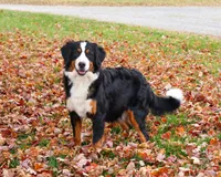 AKC Snowflake, a male Bernese Mountain Dog for sale in Syracuse, IN – Photo 9 of 10