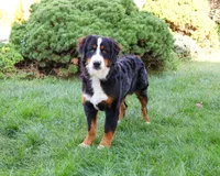 AKC Snowflake, a male Bernese Mountain Dog for sale in Syracuse, IN – Photo 10 of 10