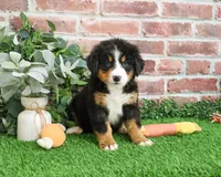 AKC Snowflake, a male Bernese Mountain Dog for sale in Syracuse, IN – Photo 4 of 10