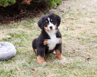 AKC Snowflake, a male Bernese Mountain Dog for sale in Syracuse, IN – Photo 2 of 10